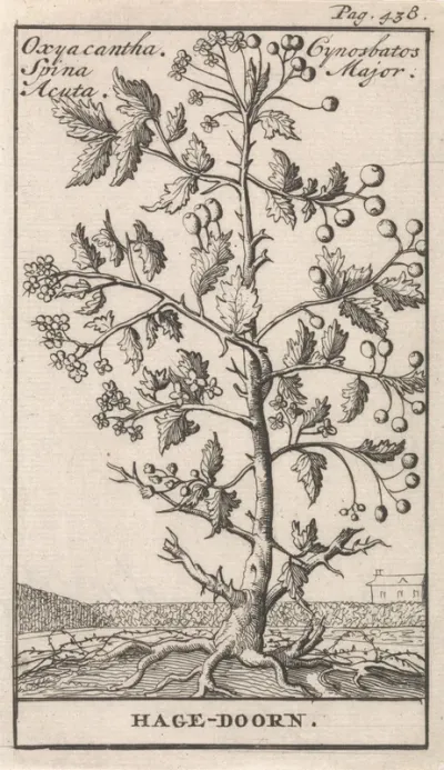 Hagedoorn