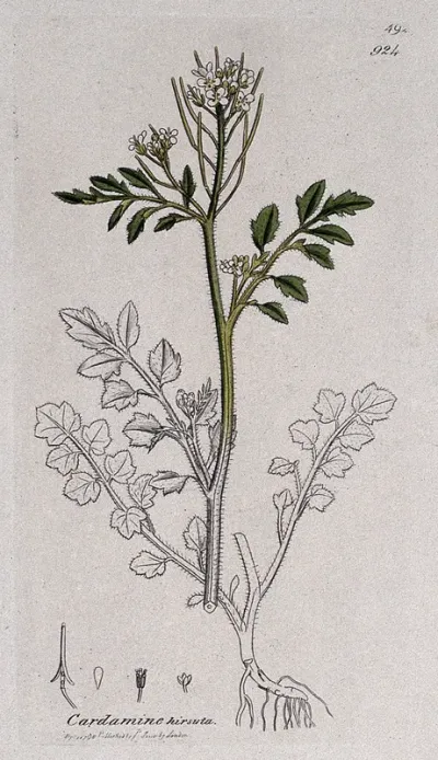 Hairy bitter-cress (Cardamine hirsuta): flowering stem, root and floral segments