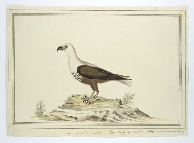 Haliaetus vocifer (Afrikaanse zeearend)