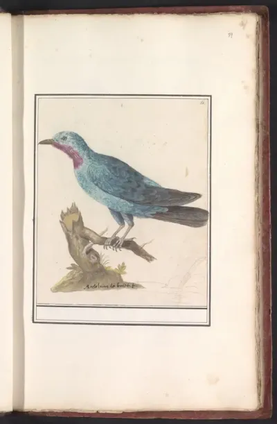 Halsbandcotinga (Cotinga cayana)