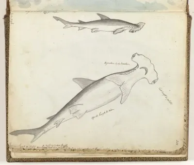 Hamerhaai