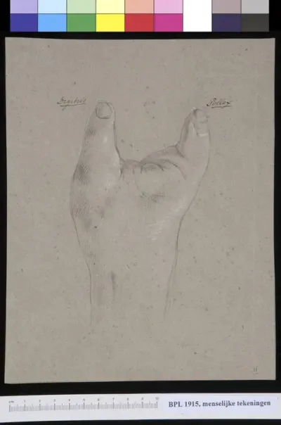 Hand with two fingers (digitus and pollex)