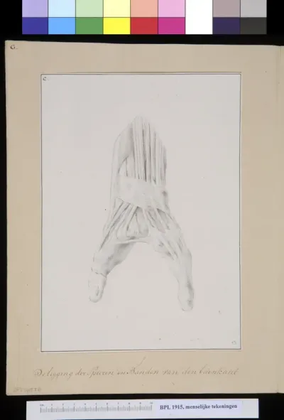 Hand with two fingers: muscles