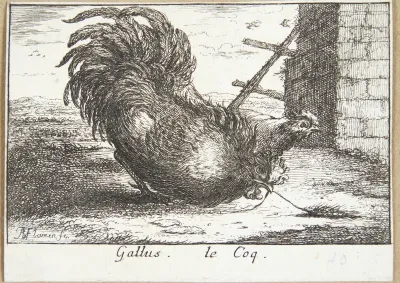 Hanen (Gallus)