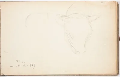 Härän pää. Todennäköisesti n. 1908-09.