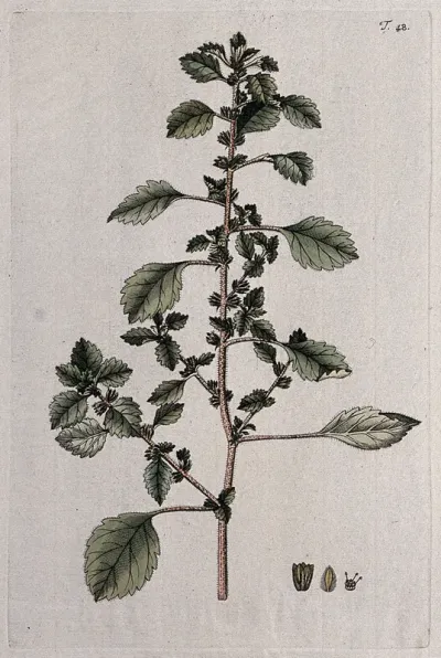 Harick (Forsskaolea tenacissima L.): flowering stem with separate flower, fruit and seed