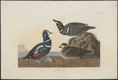 Harlequin Duck