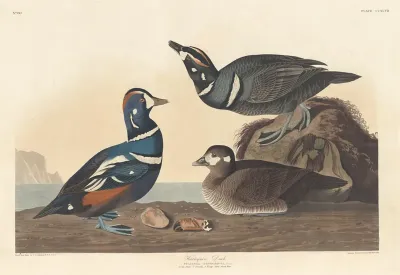 Harlequin Duck