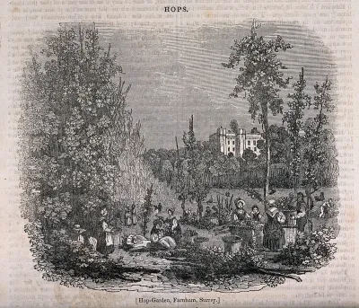 Harvest time in a hop-garden at Farnham, Surrey