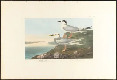Havell's Tern and Trudeau's Tern