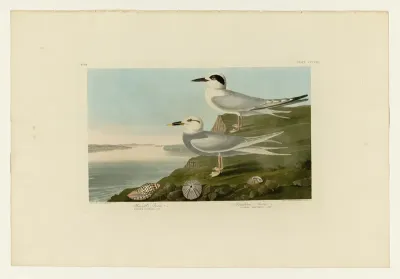 Havell's Tern and Trudeau's Tern