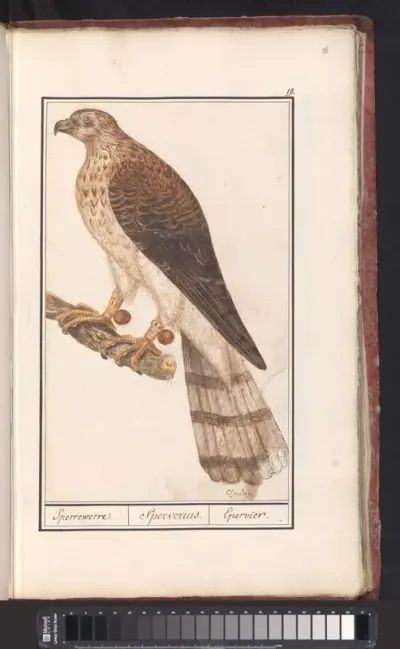 Havik (Accipiter gentilis)