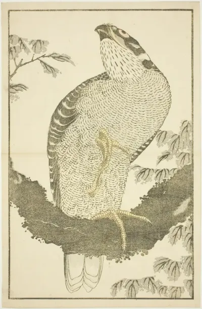 Hawk, from The Picture Book of Realistic Paintings of Hokusai (Hokusai shashin gafu)