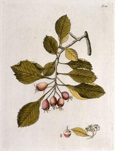 Hawthorn (Crataegus sp.): fruiting stem with separate floral cluster, sectioned fruit and seed