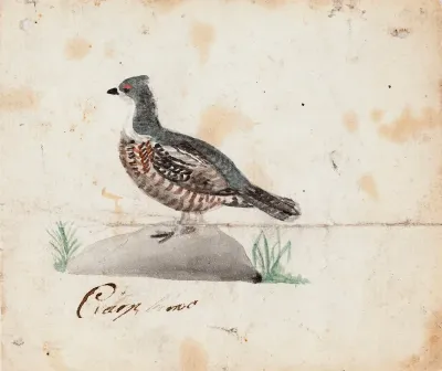 Hazel Grouse, Female