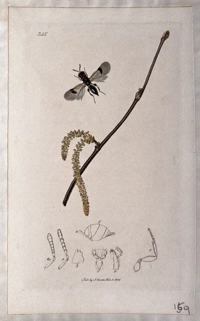 Hazel twig (Corylus avellana) with an associated insect and its anatomical segments