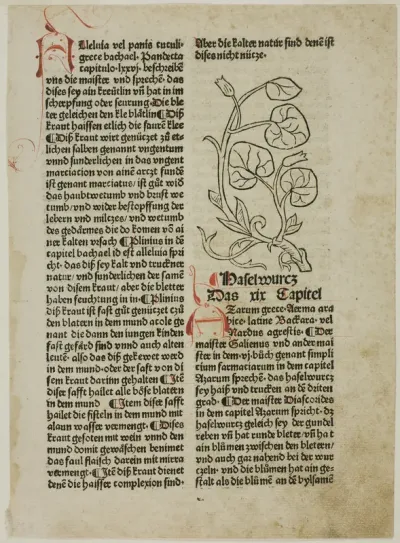 Hazelwort from Gart der Gesundheit (Garden of Health), Plate 16 from Woodcuts from Books of the 15th Century