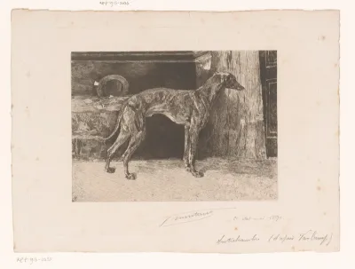 Hazewindhond in een interieur