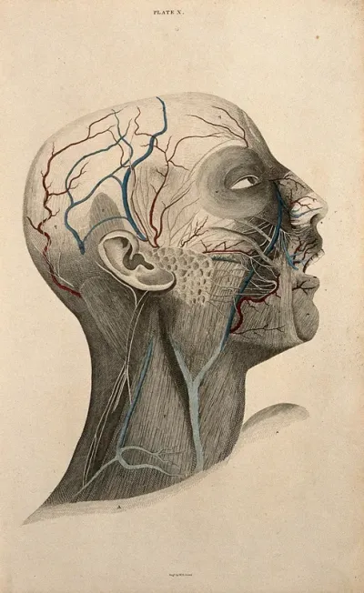 Head and face: dissection, with blood-vessels and nerves indicated in red and blue