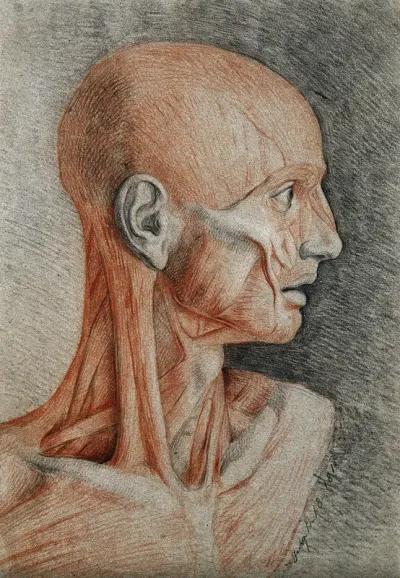 Head and neck of an écorché figure, in profile