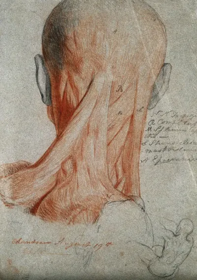 Head and neck of an écorché figure, seen from behind, and small sketch of male nude in action