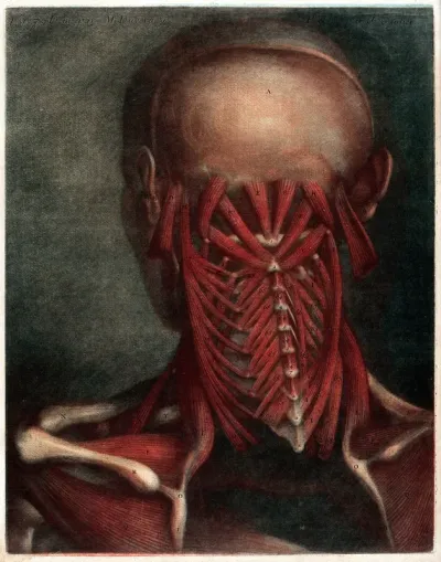 Head and neck of an écorché figure, seen from behind