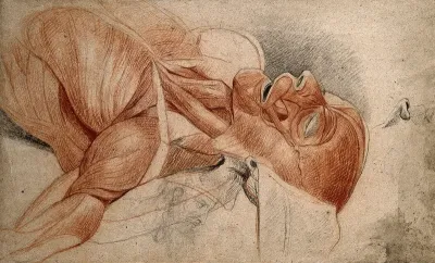 Head and shoulders of an écorché cadaver, with smaller sketches of a nose and a bearded man