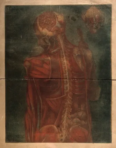 Head and trunk of a male écorché figure, shown from behind, with the muscles and nerves indicated