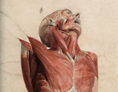 Head, neck and chest of écorché, lying supine, with eyes and mouth open