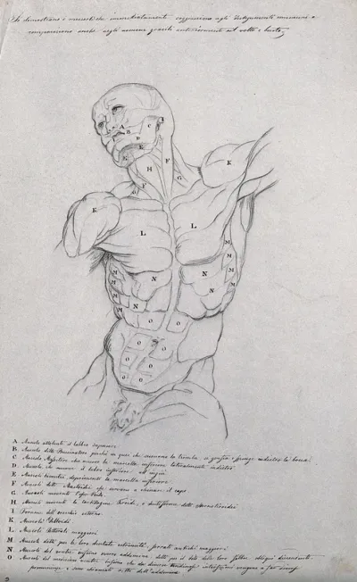 Head, neck and trunk of a male écorché, showing the superficial muscles