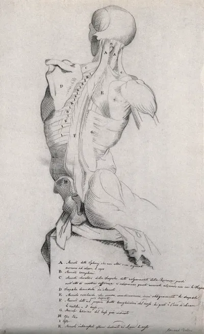 Head, neck and trunk of a seated male écorché, shown from behind