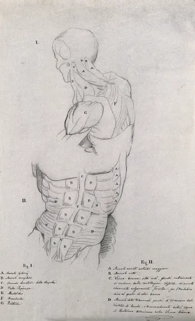 Head, neck, shoulders and trunk of a male écorché: two figures