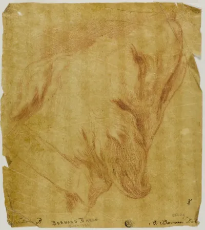 Head of a Dog