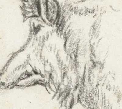 Head of a Female Wild Boar, Facing Left