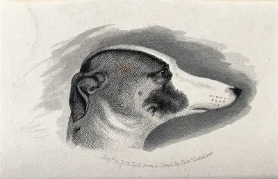 Head of a greyhound