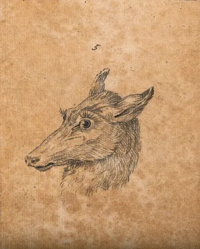 Head of a hind. Drawing, c. 1789