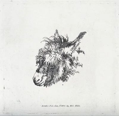 Head of a mule. Etching