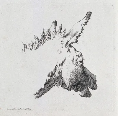 Head of a mule with an open mouth
