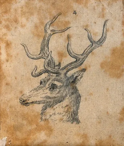 Head of a stag. Drawing, c. 1789