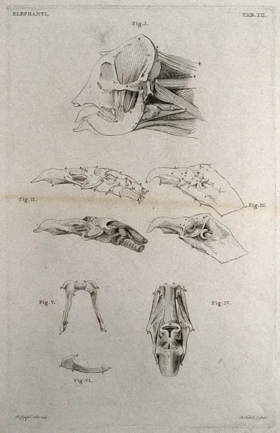 Head of an elephant: eight figures including an écorché head, with details of the muscles