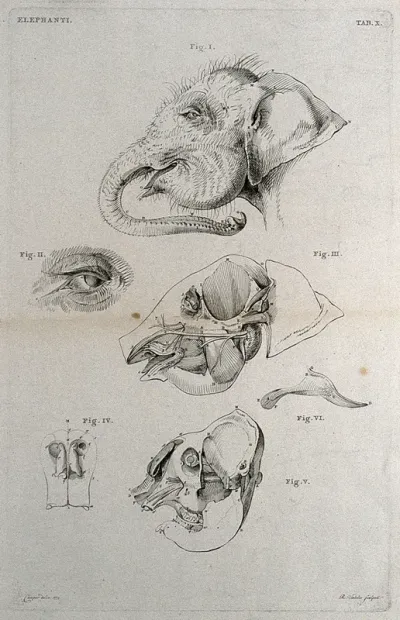 Head of an elephant: six figures, including a detail of the eye, and dissections illustrating the bones and muscles of the head