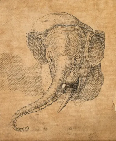 Head of an elephant