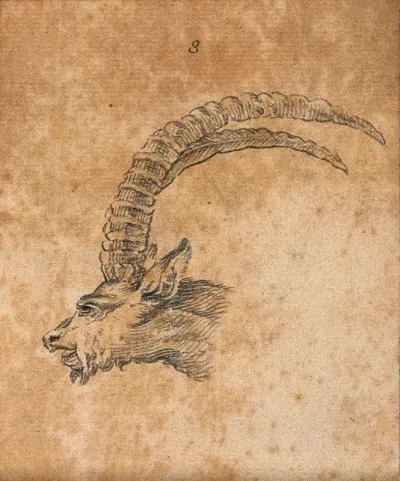 Head of an ibex