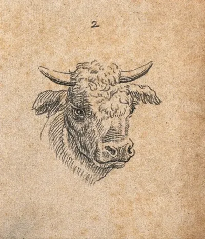 Head of an ox. Drawing, c. 1789