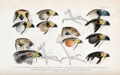 Heads and feet of five types of falcon, a gos-hawk and a sparrow-hawk
