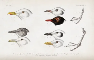 Heads in various plumages of five types of gull and the feet of two of them