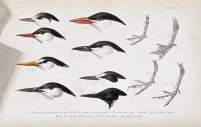 Heads in various plumages of six types of tern and the feet of four of them