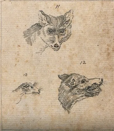 Heads of a fox, a wolf and a weasel