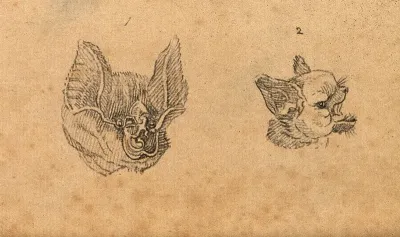 Heads of a horse shoe bat and a common bat