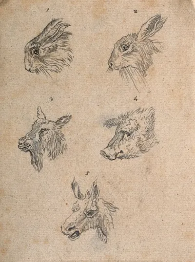 Heads of hares, a goat, a boar, and an ass